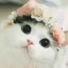 Ева