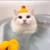 Catgamer188