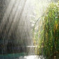 SUNNY RAIN